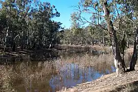 A view down the Murray River –  every tree pictured is a river red gum.