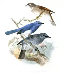 Below, with brown-breasted flycatcher and black-naped monarch