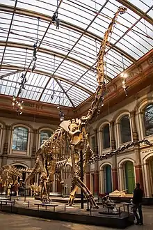 A mounded Giraffatitan skeleton in a museum