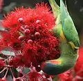 Feeding on a flowering gum in a park in Cheltenham, Victoria