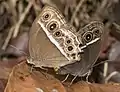 Mating pair, from Kottayam, Kerala, India