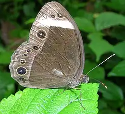 Ventral view (wet-season form)