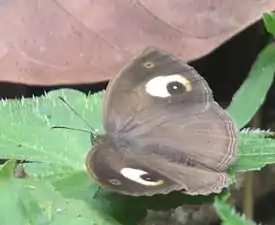 Dorsal view