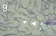 Typical infection caused by Zymoseptoria tritici of the primary leaf of a resistant cultivar. Note the low fungal density in the apoplast (arrow) and the response of the mesophyll cells (arrow head), particularly the chloroplasts, to the presence of intercellular hyphae.