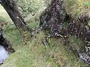 Habitat of Mylia taylori. Near Kendal, Cumbria, England.