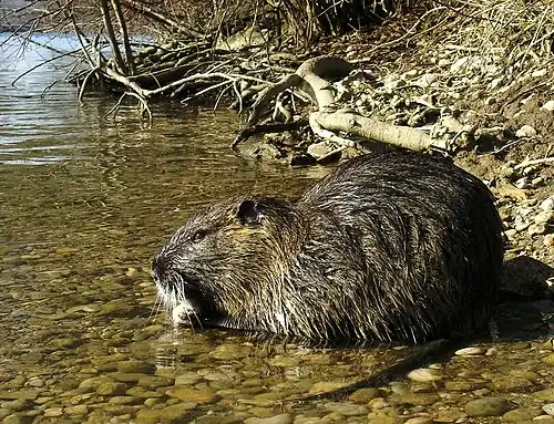 Myocastor coypus