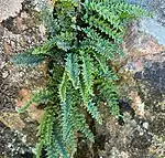 Clump of fern fronds with long, narrow segments growing from a crevice