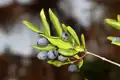 Myrtle berries.