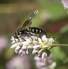 Female M. obscurum