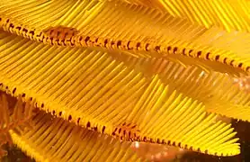 Close-up on the pinnules of a Tropiometra carinata (with parasites Myzostoma fuscomaculatum)