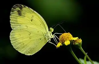 Ventral view