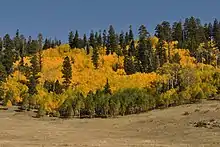 Aspens and a meadow in fall.