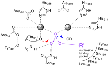 Active site schematic