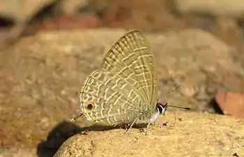 Ventral view