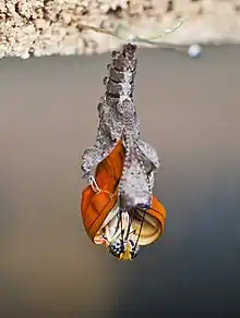 Specimen of an eclosing Dryas iulia butterfly