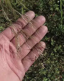 Purple Needlegrass