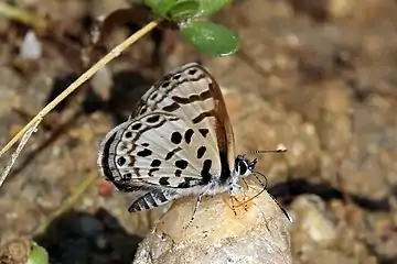 At Queen Elizabeth N. P., Uganda