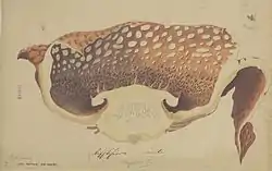 Rafflesia hasseltii, collection Pieter Willem Korthals, Naturalis