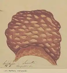 Rafflesia hasseltii, collection Pieter Willem Korthals, Naturalis