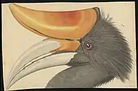 Early nineteenth century drawing of the Rhinoceros hornbill (Buceros rhinoceros), Indonesia.