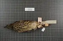 Photo of a dead bird on display. The bird is belly-up. It is mostly brown with white and yellow streaks on its underside.