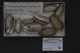 Oliva tigrina