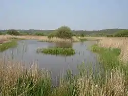 Filsham Reed Beds