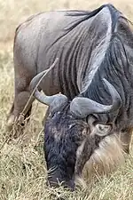 Wildebeest grazing