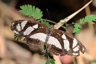 E. n. extensaSouthern Amazon, Brazil