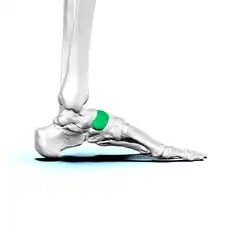 As a metaphor, the navicular bone, shown in green, is known as the keystone of the foot