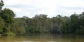 Neches River, Orange County, Texas (October 2016)