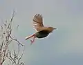 In flight at Outeniqua pass, South Africa