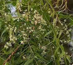 Neem -- Azadirachta indica Vaembu or Vaeppa Maram வேப்ப மரம்  in Tamil], " कडुलिंब" in Marathi, "vepa" in Telugu, ಬೇವಿನ ಮರ BEvina mara in Kannada