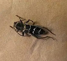 Neoclytus caprea