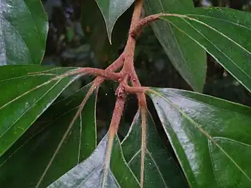 Dense brown hairs on twigs and petioles