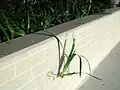 Vegetative reproduction, involving 2 or 1 plantlets growing on the stem which previously flowered