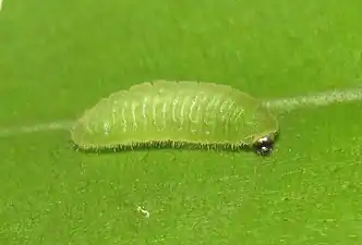 Larva