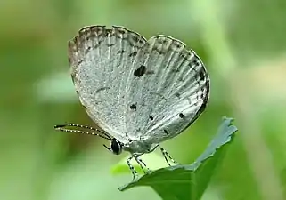 Ventral view