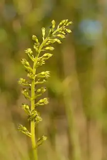 Neottia ovata