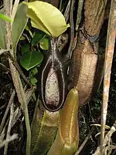 Lower pitchers (developing, open, and dried)