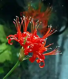 Nerine