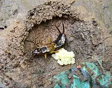 A female earwig with a pile of eggs in the dirt.