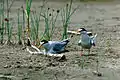 Nesting pair on the Missouri River in South Dakota