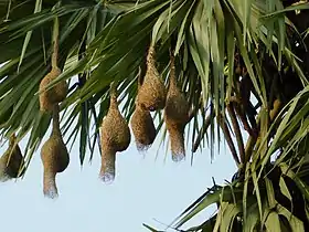 Nests hanging on Palmyra Palm