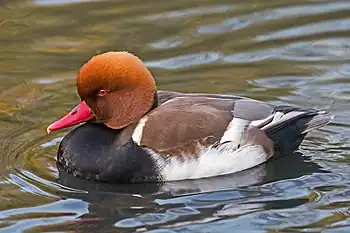 Red-crested pochardNetta rufina