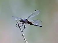 Female