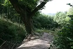 Linear earthwork in Butleigh Wood