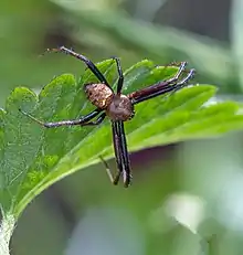 Gea heptagon (Heptagonal Orb-weaver) - male