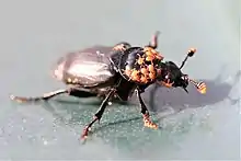 Nicrophorus humator carrying Poecilochirus mite deuteronymphs