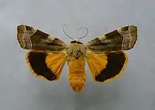 Noctua fimbriata